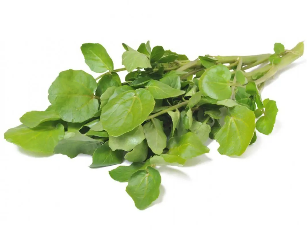 Receta berros propiedades y Beneficios