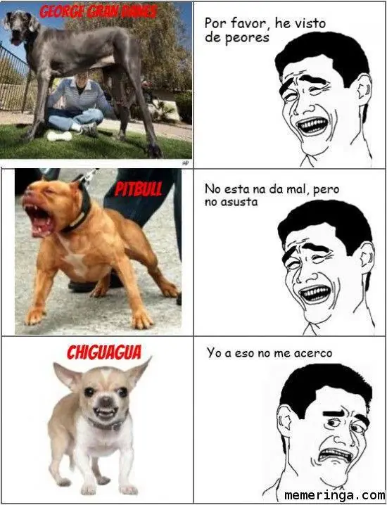 memes