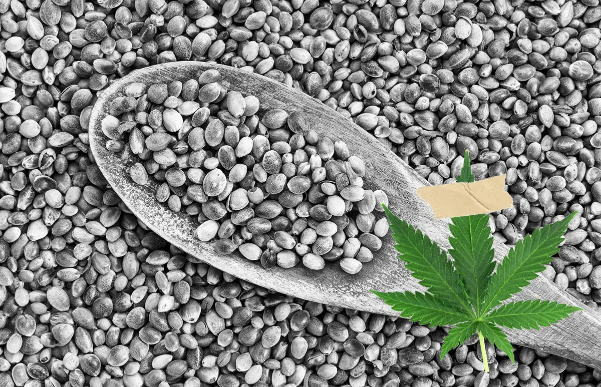 Leche de semilla de marihuana (Hemp) con cacao