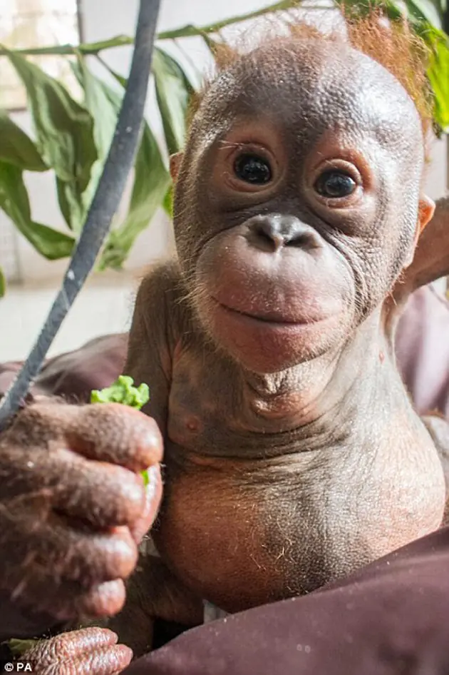 orangutan