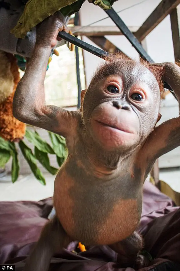 Bebé Orangutan sobrevive tras dos meses de momificado