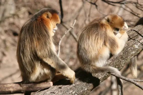 Los monos también muestran compasión hacia un congénere mori