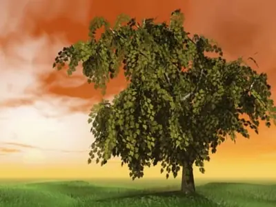 Arbol que sos segun tu fecha de nacimiento