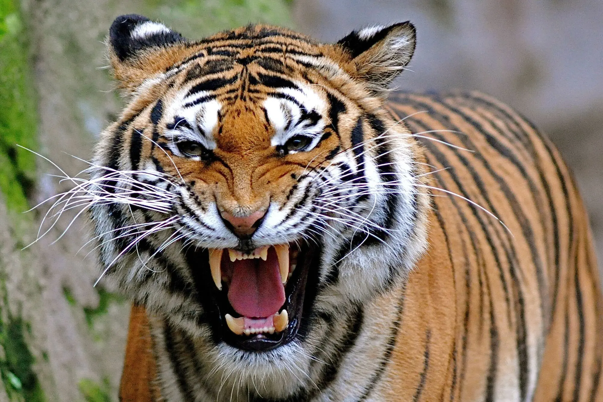 Panthera Tigris