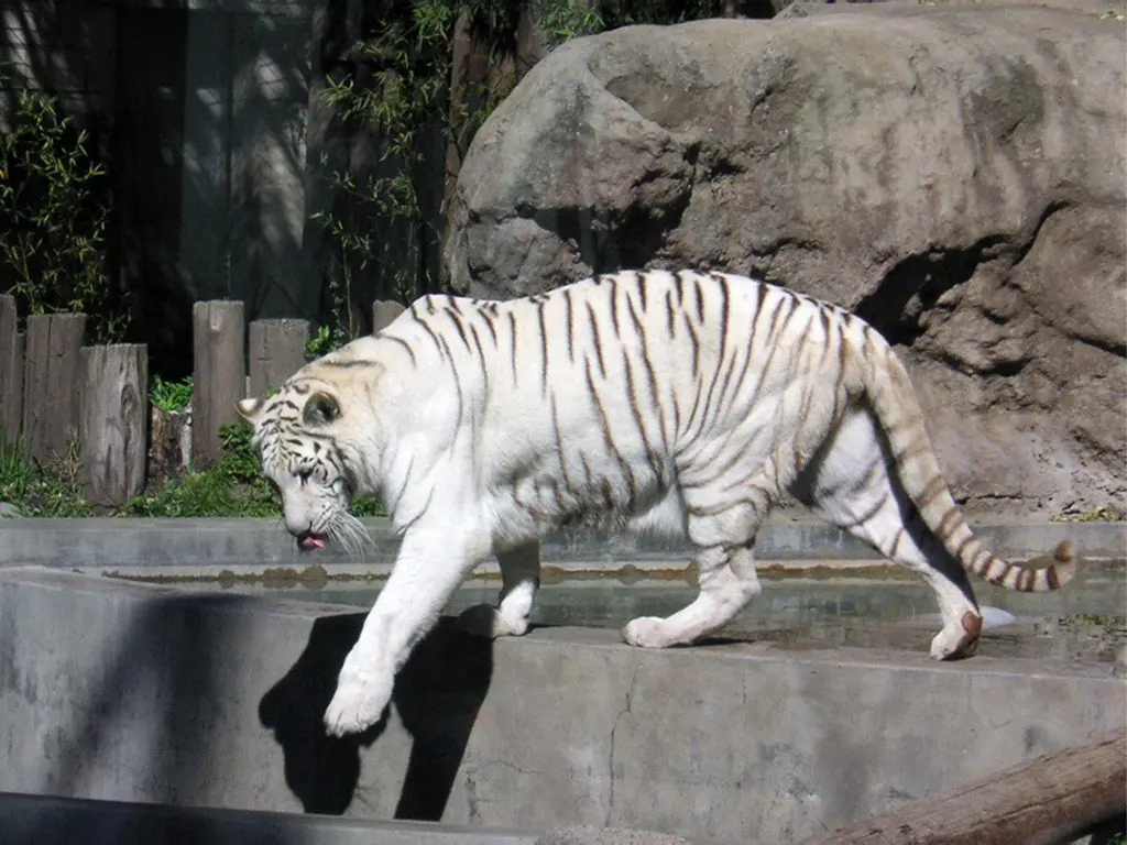 10 curiosidades sobre los tigres.