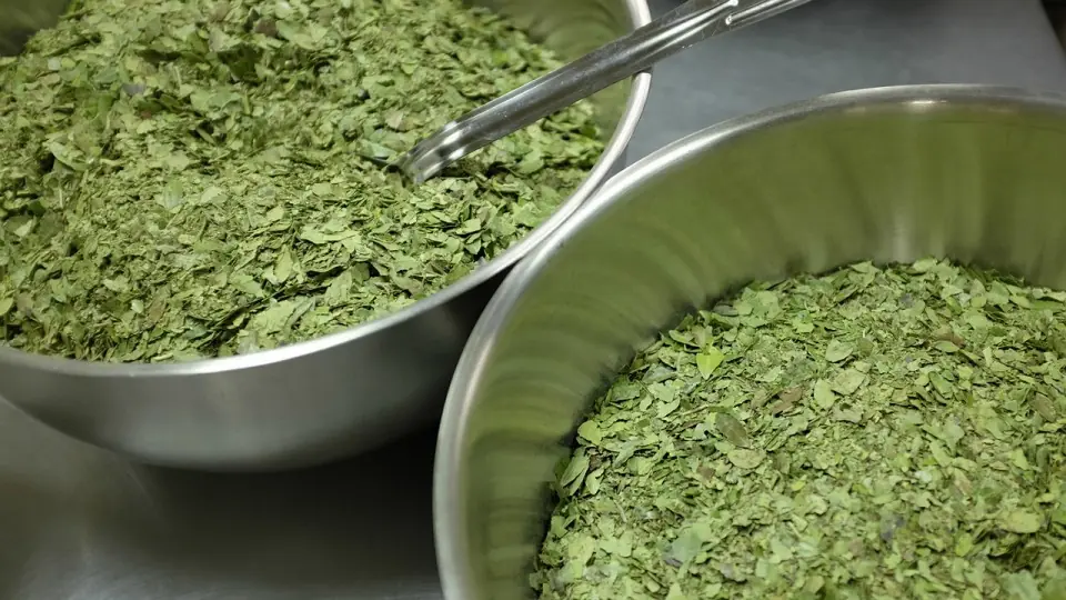 Té de Yaupon: la infusión que quiere destronar al café