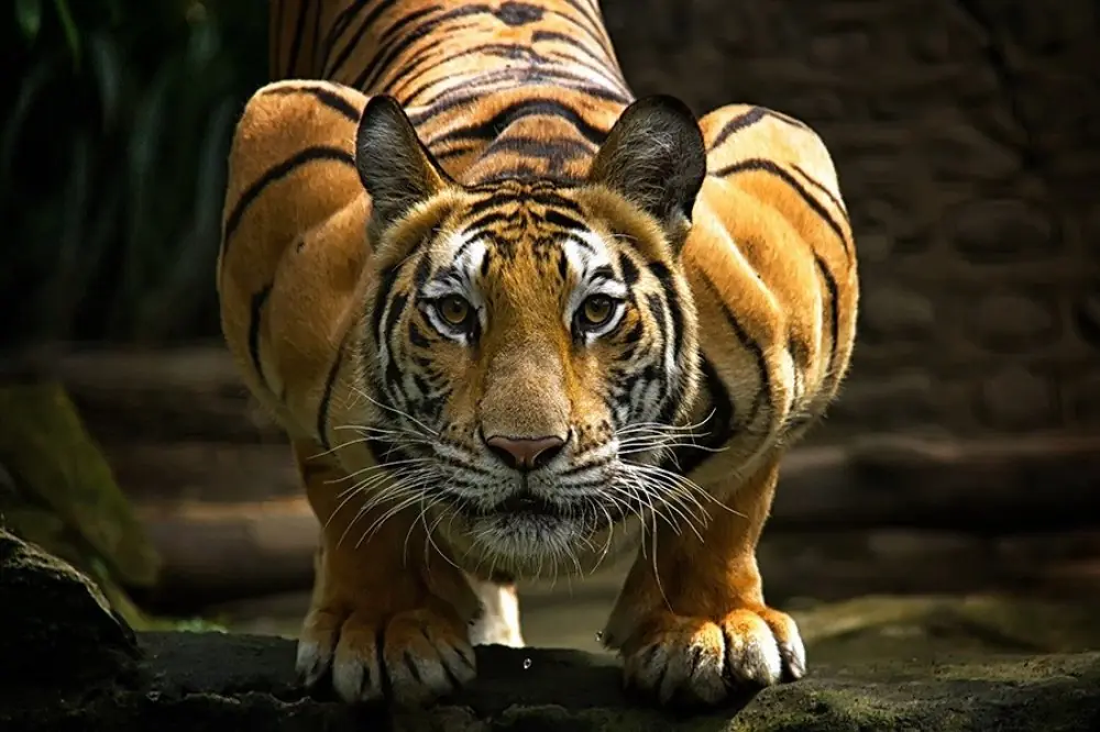 Tigres