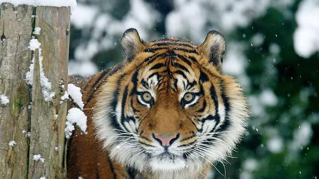 Panthera