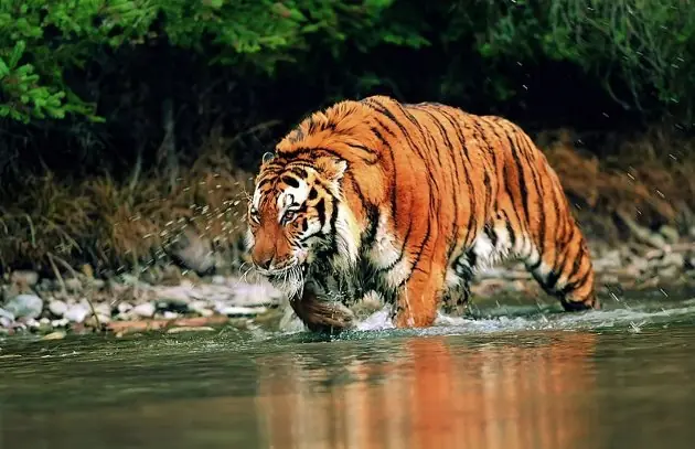 Panthera