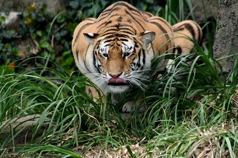 Zoologia
