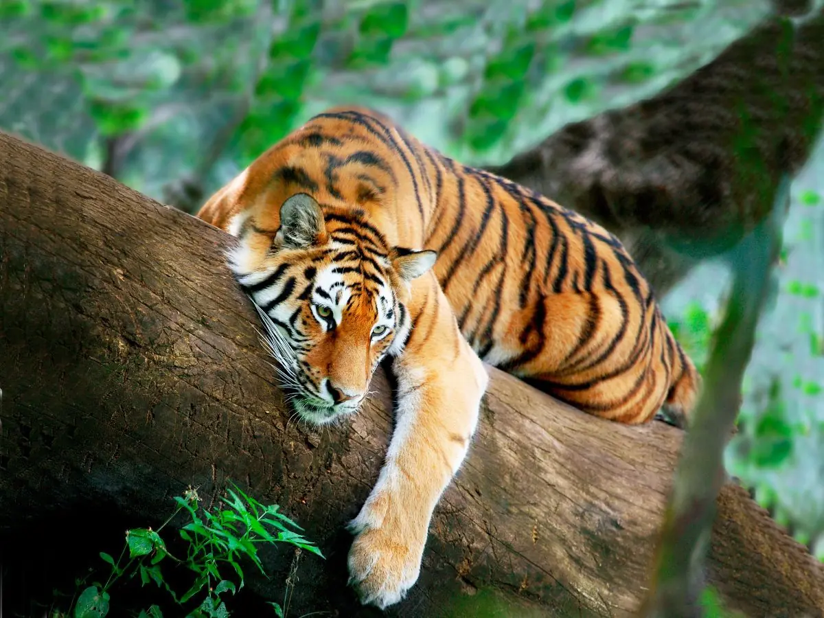 Tigres