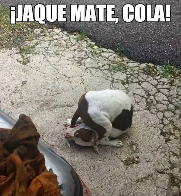 imagenes
