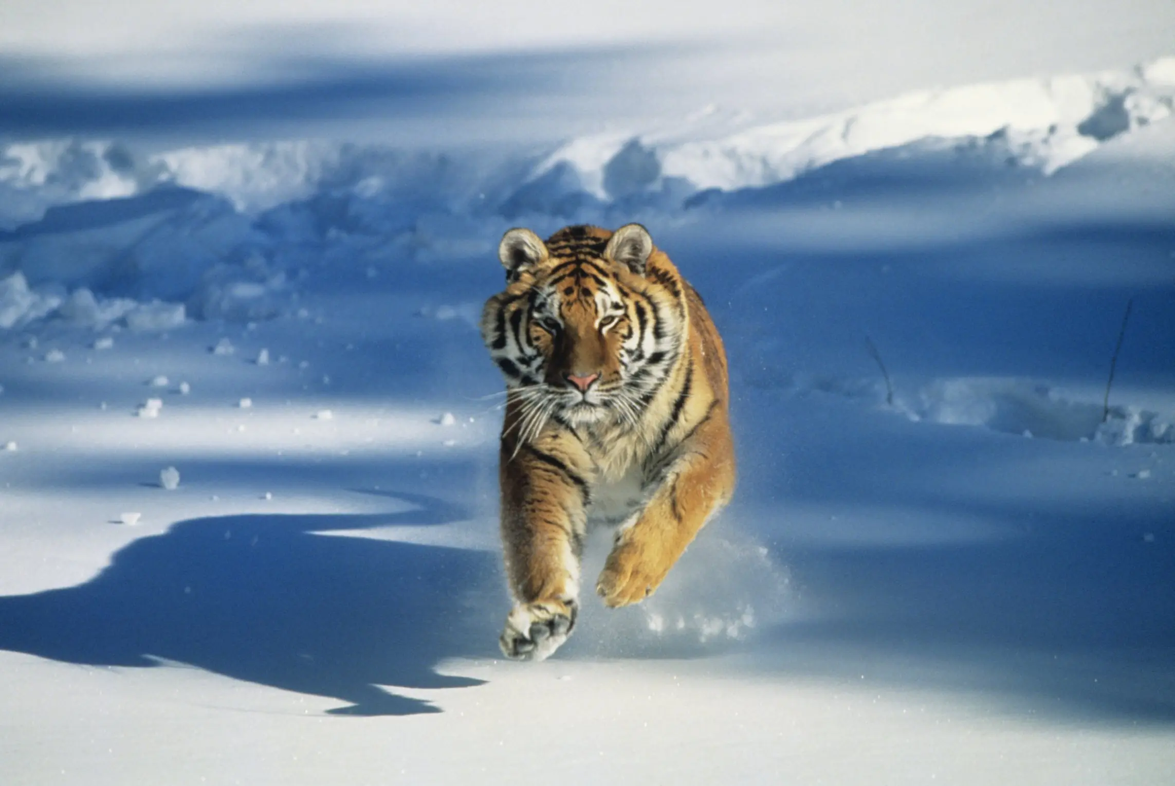 Animales
