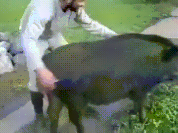 carajo