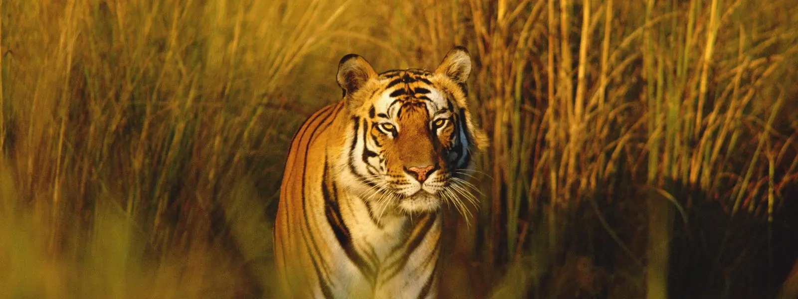 10 curiosidades sobre los tigres.
