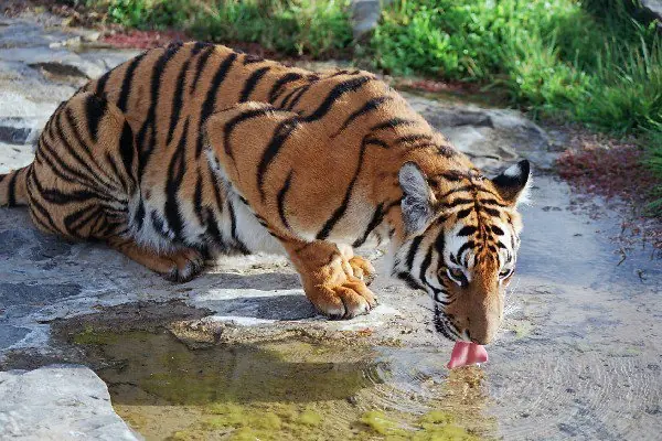 Panthera Tigris