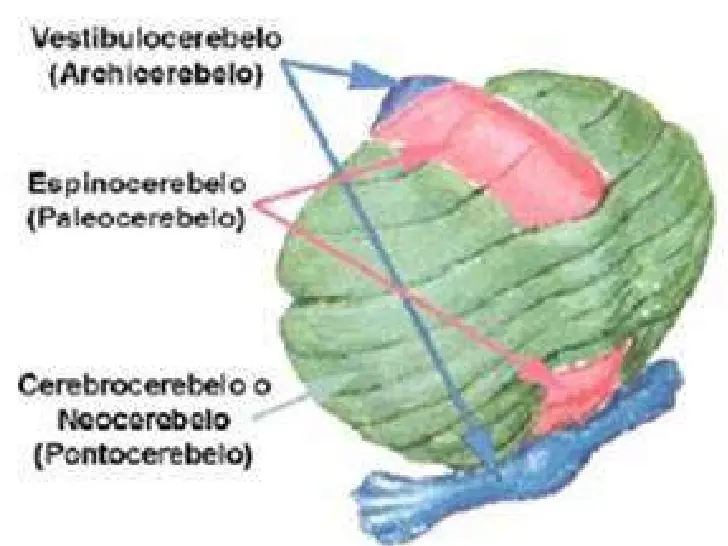 Neuroanatomia