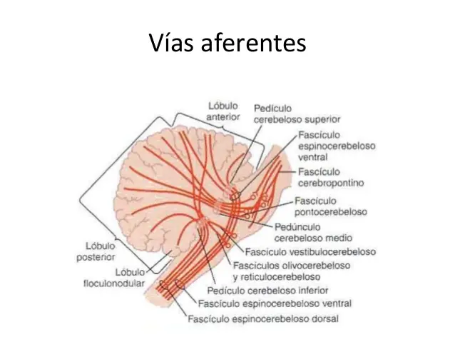 Así se mueve tu cuerpo