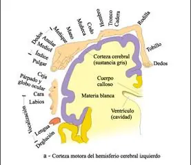 sistema motor