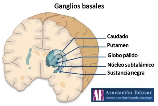 motricidad
