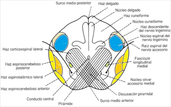 motricidad