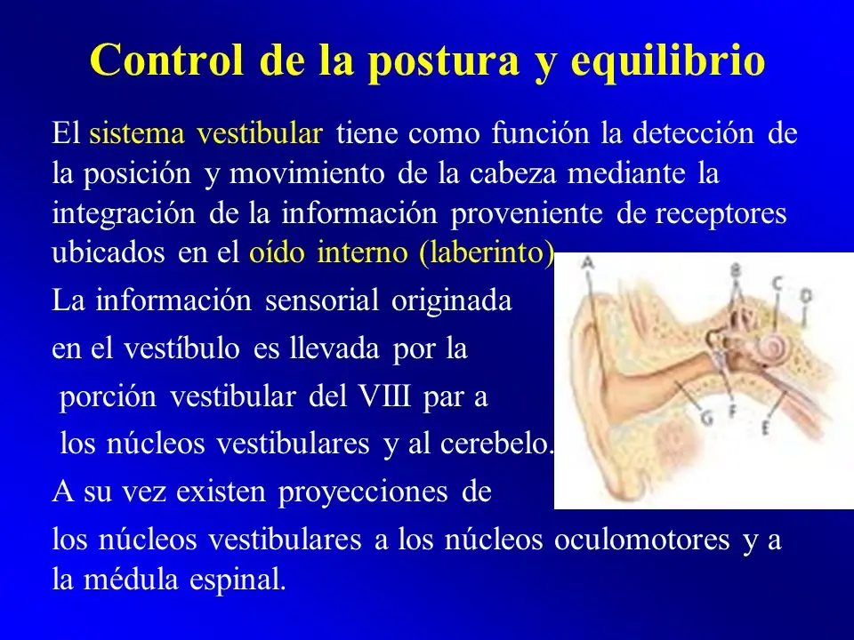 neurofisiologia