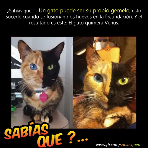 curiosidades