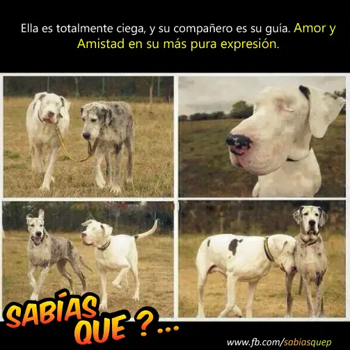 inteligencia colectiva