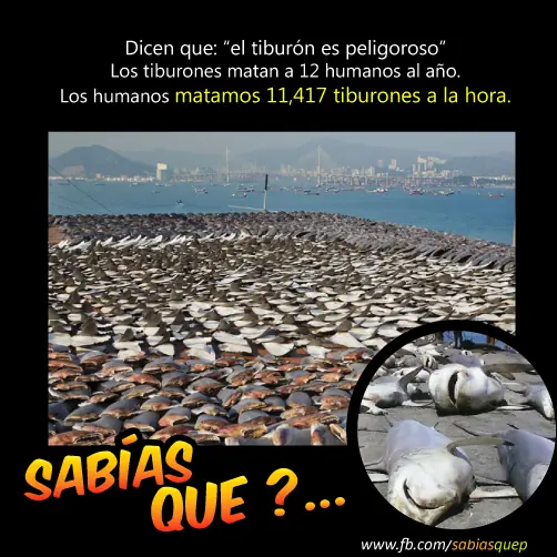 inteligencia colectiva