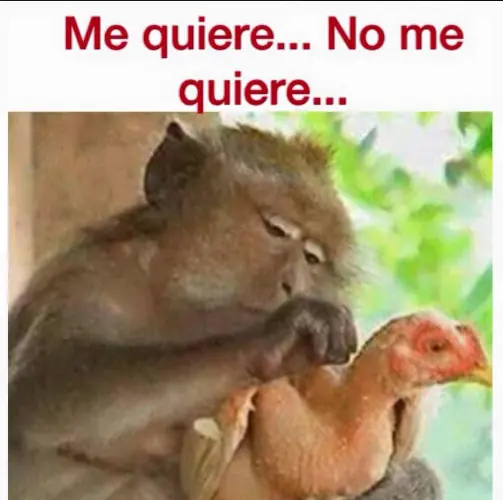imegenes