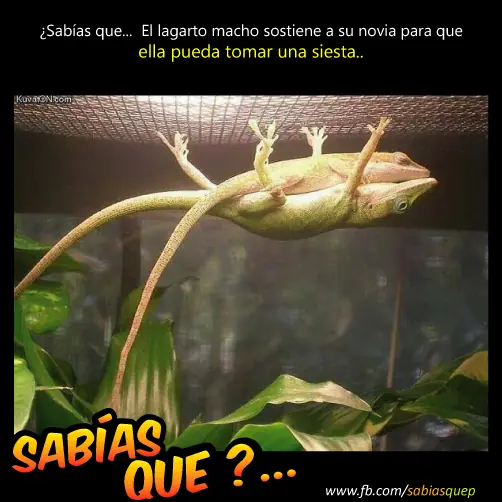 guerra