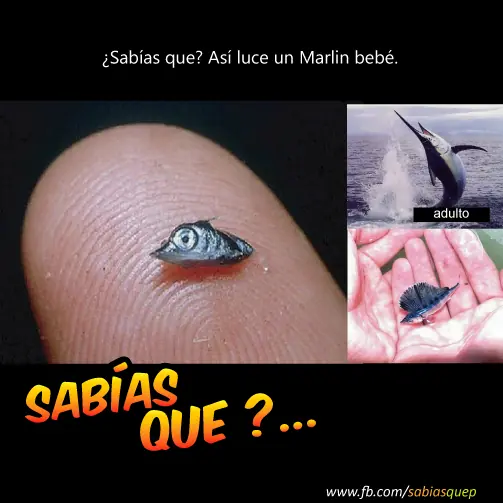 historia