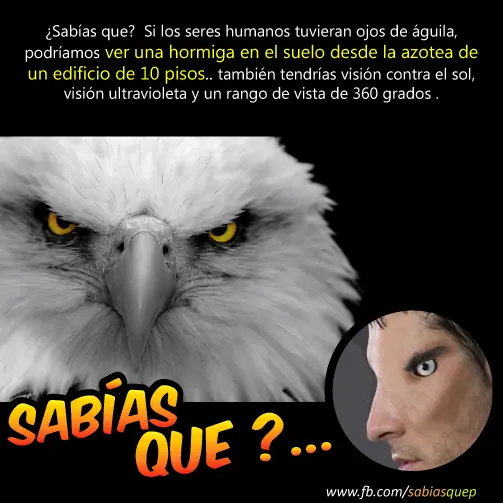 inteligencia colectiva