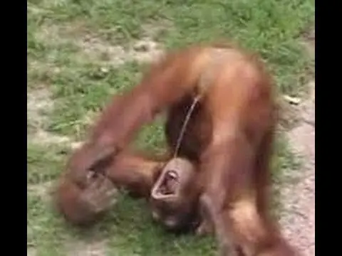 monito