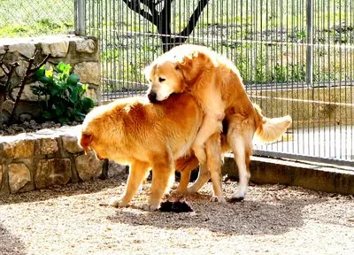 "Homosexualidad" en animales