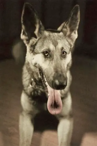 Blondi , la perra de Hitler.