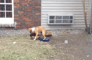 20 Perros que sólo Quieren ver Arder al Mundo ¡Cuánta Mal