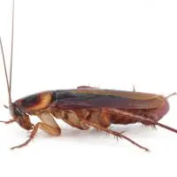 organismos