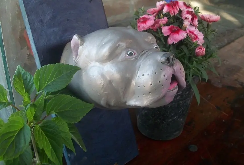AMERICAN BULLY