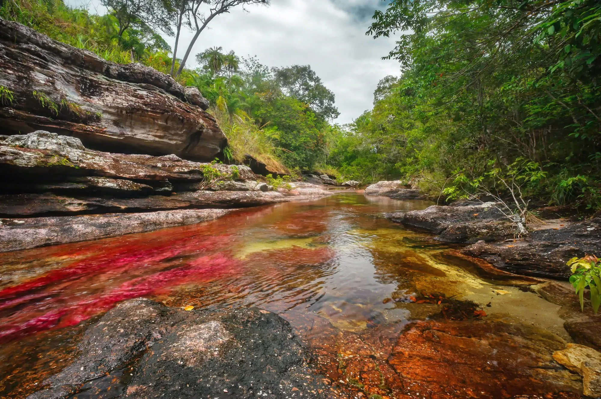 Caño cristales: el río más hermoso del mundo en Colombia Caño cristales: el río más hermoso del mundo en Colombia