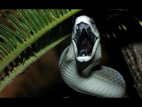 Mis tops 5 de cualquier cosa (recargado) vengan de a 10....