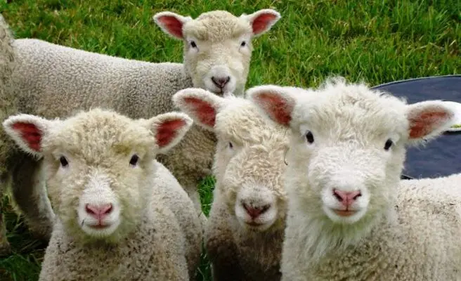 Ovejas drogadas causan estragos