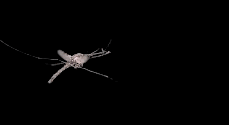 Mosquitos