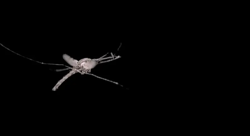 Por qué aún no existe un cañón láser para matar mosquitos