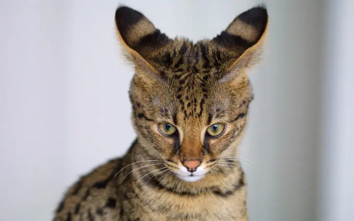 Verdaderos animales HÍBRIDOS no creerás que hayan existido