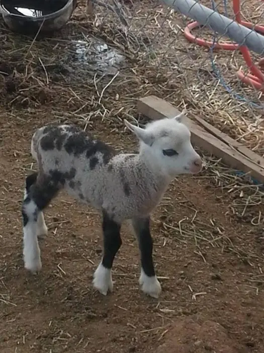 animales
