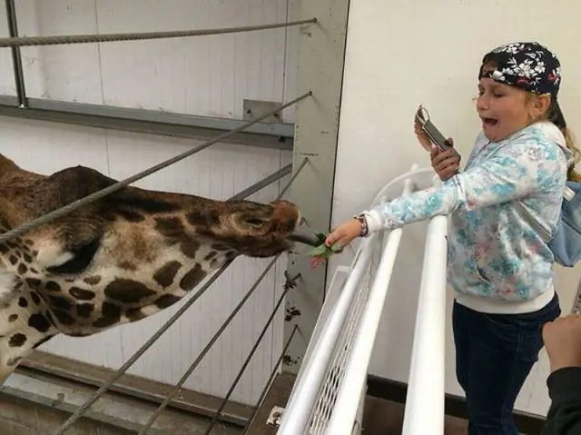 Humor loco para los linces alocados
