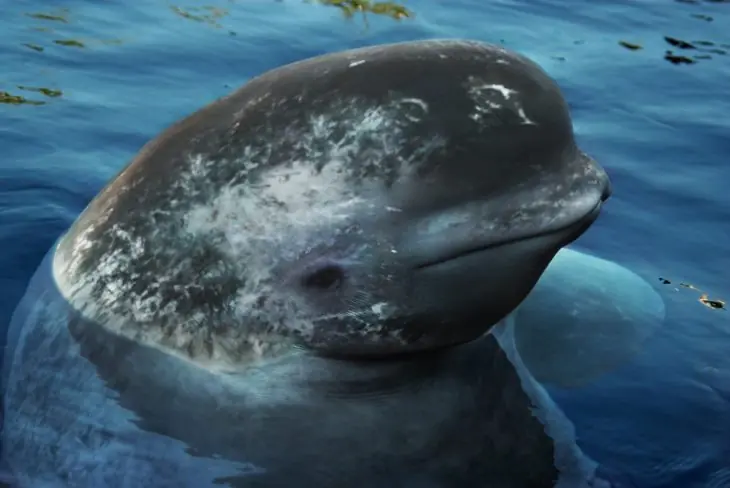 Verdaderos animales HÍBRIDOS no creerás que hayan existido