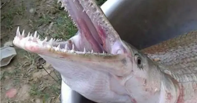 El pejelagarto, viejo como los dinosaurios y sabroso pez. El pejelagarto, viejo como los dinosaurios y sabroso pez.