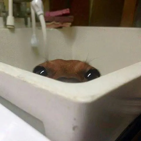 Salchi Pensamientos Dachshund Libro 4 sección Argentina N